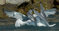 050 - Tay Bay Kittiwakes