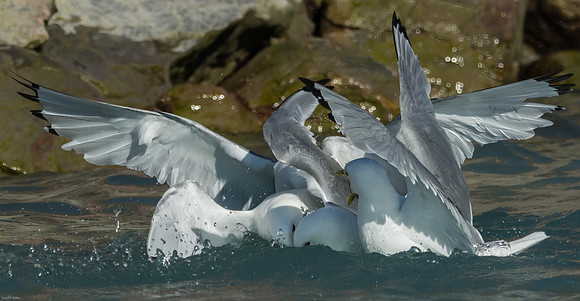 050 - Tay Bay Kittiwakes